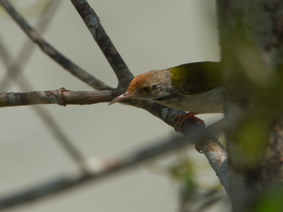 Common Tailorbird / Langstaartsnijdervogel / Orthotomus sutorius
