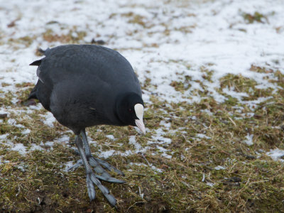 Meerkoet / Eurasian Coot / Fulica atra 
