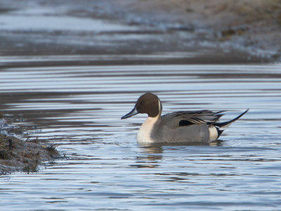 Pijlstaart / Northern Pintail / Anas acuta
