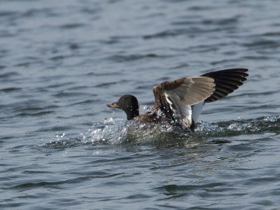 Grote zee-eend / Velvet Scoter / Melanitta fusca