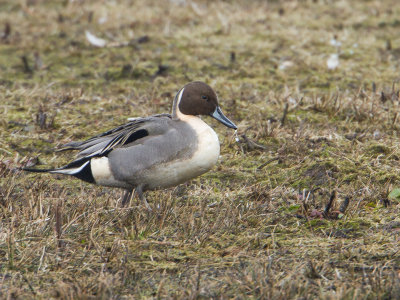 Pijlstaart / Northern Pintail / Anas acuta 