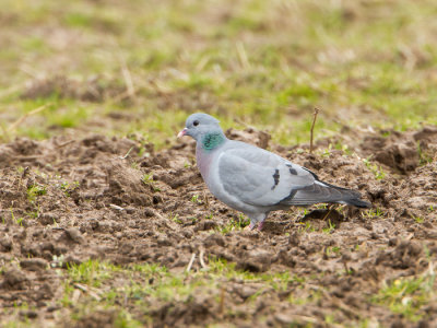 Holenduif / Stock Dove / Columba oenas 
