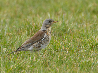 Kramsvogel / Fieldfare / Turdus pilaris