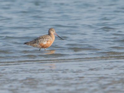 Rosse Grutto / Bar-tailed Godwit / Limosa lapponica 