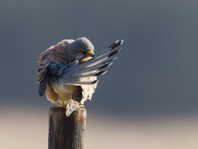 Torenvalk / Common Kestrel / Falco tinnunculus