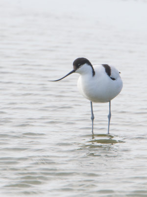 Kluut / Pied Avocet / Recurvirostra avosetta 