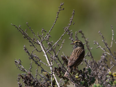 Belding's Savannah Sparrow / Beldings Savannah Gors / Passerculus sandwichensis beldingi 