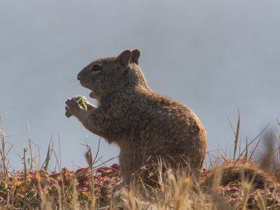 Californische grondeekhoorn / Californian ground Squirrel / Spermophilus beecheyi 