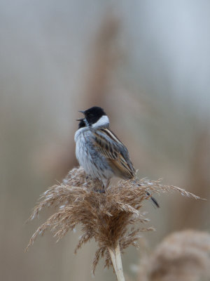 Rietgors / Reed Bunting / Emberiza schoeniclus 