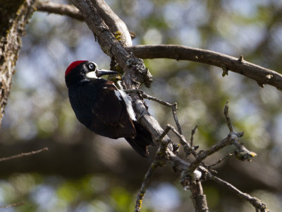 Acorn Woodpecker / Eikelspecht / Melanerpes formicivorus 