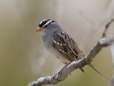 White-crowned Sparrow / Witkruingors / Zonotrichia leucophrys 