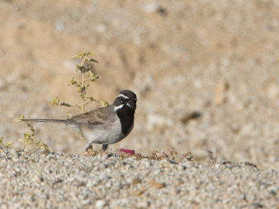 Black-throated Sparrow / Zwartkeelgors / Amphispiza bilineata 