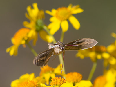 White-lined Sphinx / Hyles lineata