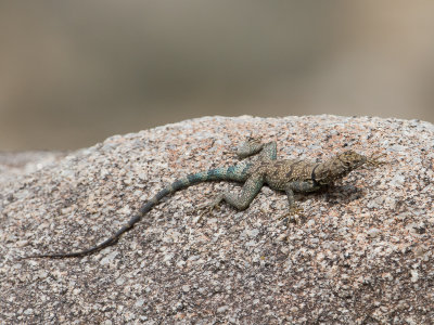 Banded Rock Lizard / Petrosaurus mearnsi