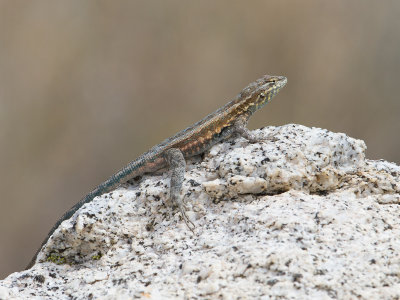 Gevlekte leguaan / Common Side-blotched Lizard / Uta stansburiana