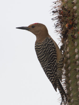 Gila Woodpecker / Gilaspecht / Melanerpes uropygialis