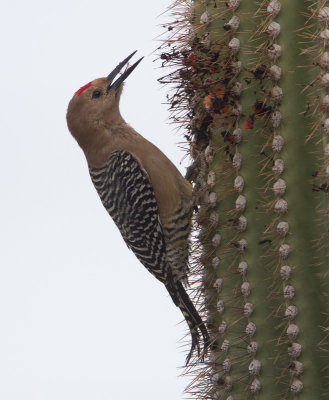 Gila Woodpecker / Gilaspecht / Melanerpes uropygialis