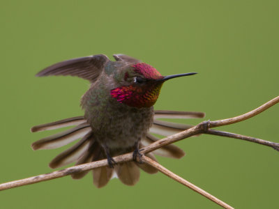 Anna's Hummingbird / Anna-kolibrie / Calypte anna 
