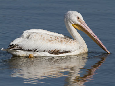 American White Pelican / Amerikaanse witte pelikaan / Pelecanus erythrorhynchos 