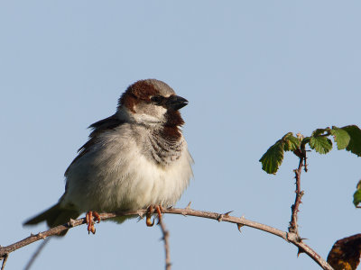 Huismus / House Sparrow / Passer domesticus 