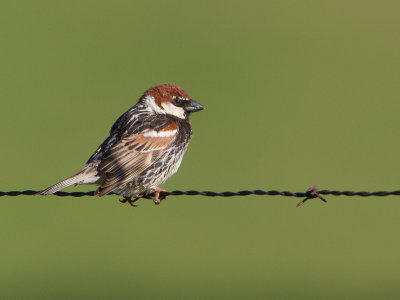 Spaanse mus / Spanish Sparrow / Passer hispaniolensis 