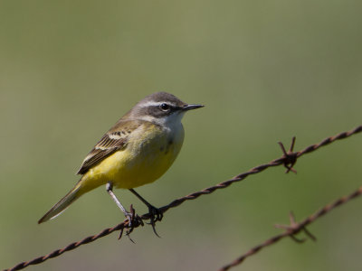 Iberische gele kwikstaart / Spanish yellow Wagtail / Motacilla flava iberiae