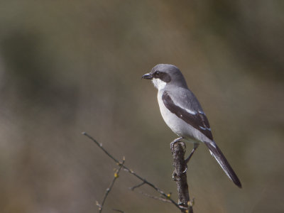 Iberische Klapekster / Southern Grey Shrike / Lanius meridionalis