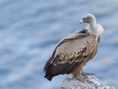 Vale gier / Griffon Vulture / Gyps fulvus