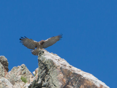 Slangenarend / Short-toed Eagle / Circaetus gallicus 