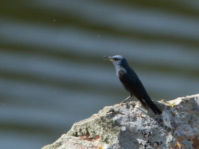 Blauwe rotslijster / Blue Rock Thrush / Monticola solitarius 