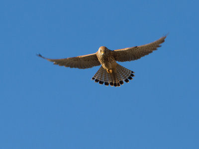 Kleine torenvalk / Lesser Kestrel / Falco naumanni