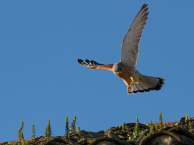 Kleine torenvalk / Lesser Kestrel / Falco naumanni