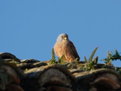 Kleine torenvalk / Lesser Kestrel / Falco naumanni