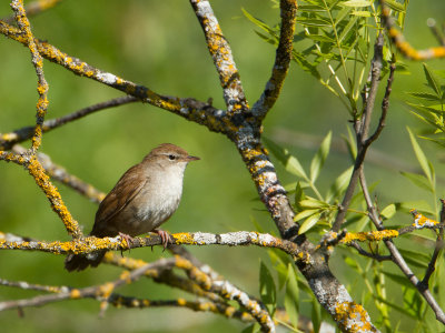 Cetti's zanger / Cetti's Warbler / Cettia cetti