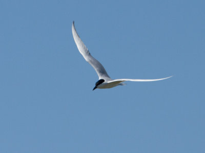 Lachstern / Gull-billed Tern / Gelochelidon nilotica