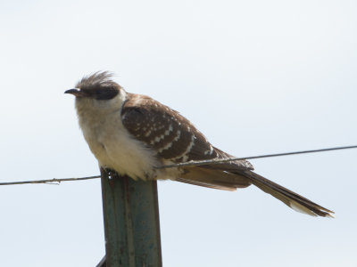 Kuifkoekoek / Great Spotted Cuckoo / Clamator glandarius 