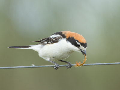 Klauwieren / Shrikes