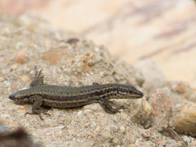 Spaanse Muurhagedis / Iberian Wall Lizard  / Podarcis hispanica