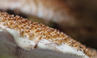 Schubbige bundelzwam - Pholiota squarrosa