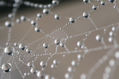 Druppels in een spinnenweb