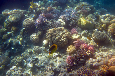 Diverse koralen met maskerkoraalvlinder