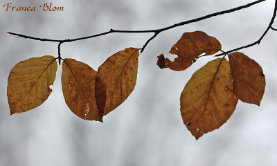 Fagus sylvatica - beuk