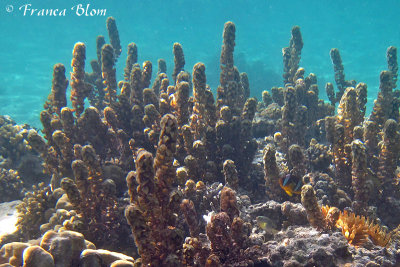 Eenvlekjuffer en rode zee anemoonvis