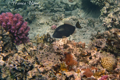 Rode zeetrekkervis - Sufflamen albicaudatus