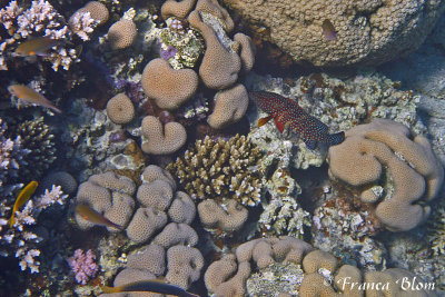 Rode koraalbaars - Cephalopholis miniata