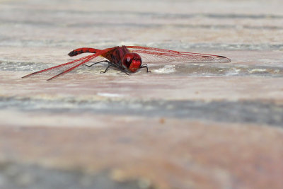 Rode zonnewijzer - Trithemis arteriosa