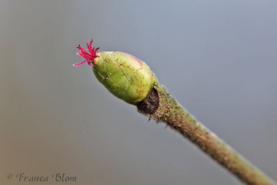 Corylus avellana - Hazelaar