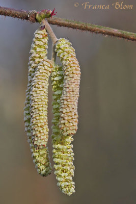 Corylus avellana - Hazelaar