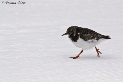 Steenloper - Arenaria interpres