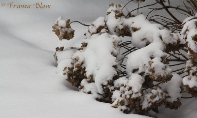 Hortensia in de sneeuw